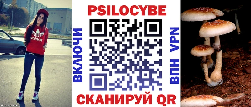 Купить где  Курчатов  Псилоцибиновые грибы Psilocybe 